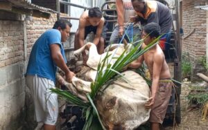 Kasus LSD Yang Menyerang Ternak Sapi Dikebumen Makin Mengkhawatirkan