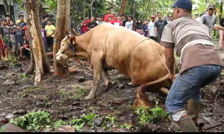 Ponpes Alhasani Kembali Sembelih Sapi Kurban Pemberian Dari Kapolri